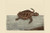 Buyenlarge 0-587-30423-5-G1624 Loggerhead Turtle Fine Art Giclee Print, 16" x 24"