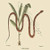 Buyenlarge Corn Snake - 8" X 12" Fine Art Giclee Print. (Edition 4962),