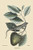 Buyenlarge Iguana - 18" X 27" Paper Poster. (Edition 12083),