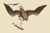Buyenlarge 0-587-30543-6-G1624 Bald Eagle Fine Art Giclee Print, 16" x 24"