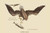 Buyenlarge 0-587-30544-4-G1624 Bald Eagle Fine Art Giclee Print, 16" x 24"