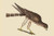 Buyenlarge Pigeon Hawk - 18" X 27" Paper Poster. (Edition 12160),
