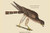Buyenlarge Pigeon Hawk - 18" X 27" Paper Poster. (Edition 12161),