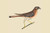 Buyenlarge Little Hawk - 12" X 18" Paper Poster. (Edition 7235),