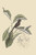 Buyenlarge 0-587-30677-7-G1624 Little Black Bullfinch Fine Art Giclee Print, 16" x 24"