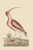 Buyenlarge Red Curlew - 18" X 27" Paper Poster. (Edition 12322),