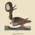 Buyenlarge 0-587-30730-7-G1827 'Round Crested Duck' Giclee Fine Art Print, 18" x 27"