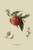 Buyenlarge Red Nectarine - 12" X 18" Paper Poster. (Edition 7468),