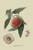 Buyenlarge 0-587-30814-1-G1624 La Bourdine Peach Fine Art Giclee Print, 16" x 24"