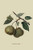 Buyenlarge 0-587-30852-4-G1624 Crasanne Pear Fine Art Giclee Print, 16" x 24"
