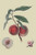 Buyenlarge 0-587-30863-x-G1624 Gros Mignonne Peach Fine Art Giclee Print, 16" x 24"