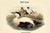 Buyenlarge 0-587-32008-7-G1624 Somateria Mollissima Eider Duck Fine Art Giclee Print, 16" x 24"