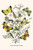 Buyenlarge 0-587-32183-0-G1624 European Butterflies & Moths Fine Art Giclee Print, 16" x 24"