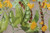 Buyenlarge Tiny Green Lima Beans - 18" X 27" Paper Poster. (Edition 13044),