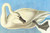 Buyenlarge 0-587-53578-L-G1624 Trumpeter Swan Fine Art Giclee Print (Edition 6130), 16" x 24"