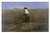 Global Gallery Art on a Budget Winslow Homer The Veteran in A New Field Unframed Giclee on Paper Print, 18 7/8" x 30"