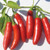 Burpee Serrano Tampiqueno Hot Pepper Seeds 30 seeds