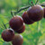 Burpee 'Black Cherry' Tomato | Purple Cherry Tomato | Sweet Rich Flavor | 30 Seeds