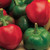 Burpee Large Cherry Hot Pepper Seeds 150 seeds