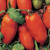 Burpee 'Polish Linguisa' | Large Red Sauce & Paste Tomato | 30 Seeds