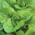 Burpee Burpee Bibb Lettuce Seeds 2500 seeds