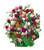 Burpee QIS Mix Gomphrena Seeds 100 seeds