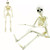 16 Posable Halloween Skeleton- Full Body Halloween Skeleton with Movable Joints for Halloween Haunted House Props Decorations