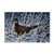 Ring Neck Pheasant by Wilhelm Goebel, 12x19-Inch
