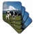 3dRose CST_71761_1 Dairy Cows, Farm Animals, Taranaki, New Zealand-AU02 DWA4998-David Wall-Soft Coasters, Set of 4