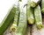 100 Okra Seeds Clemson Spineless Heirloom Planting Garden Vegetable