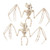 Halloween Bat Skeletons Set of 2-12" Weather Resistant Yard Decorations w Hangable Feet and Movable Jaws - Great Prop for Party Decor and Indoor/Outdoor Use