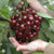 20 Cherry Seeds Australia Black Cherry Tree Seeds Rare Fruit Tree Seeds for Home Garden Planting