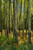 Posterazzi Forest Floor In Autumn Bow Valley Parkway Banff National Park Alberta Poster Print, (12 x 18)