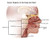 Posterazzi Cancer Regions in Head and Neck Illustration Poster Print by Gwen Shockey/Science Source, (24 x 18), Varies