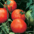 Burpee 'Celebrity' Hybrid | Slicing Red Tomato | Disease Resistant | 35 Seeds