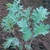 Kale Red Russian Seeds - Healthy Heirloom Garden Planting - Non GMO 1,000 Seeds by Hill Creek Seeds