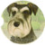 E&S Pets Uncropped Schnauzer Coaster, 3" x 3"