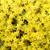 Outsidepride Sedum Acre Ground Cover Plant Seed - 5000 Seeds