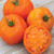 Burpee 'Orange Slice' | Orange Beefsteak Tomato | 40 Seeds