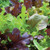 Burpee Gourmet Blend Lettuce Seeds 1100 seeds