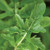 Burpee Rocket Arugula Seeds 2000 seeds