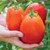 Burpee 'Gladiator' Hybrid | Red Sauce & Paste Tomato | 25 Seeds