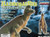 Lindberg 70375 Hadrosaurus Corythosaurus Dinosaur Model Kit