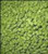 Strange Brew Centennial Hop Pellets for Home Brewing 3oz