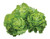 Burpee Dynamite Lettuce Seeds 500 seeds