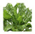 Perpetual Spinach Swiss Chard   Delicious and Nutritious
