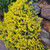 Outsidepride Alyssum Mountain Gold Ground Cover Seed   10000 Seeds