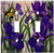 Art Plates   Butterfly in Irises Switch Plate   Double Toggle