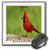 3D Rose"State Bird of Ohio Red Cardinal" Matte Finish Mouse Pad - 8 x 8" - mp_50941_1