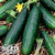 Spacemaster 80 Cucumber Seeds   50 Seeds Non GMO